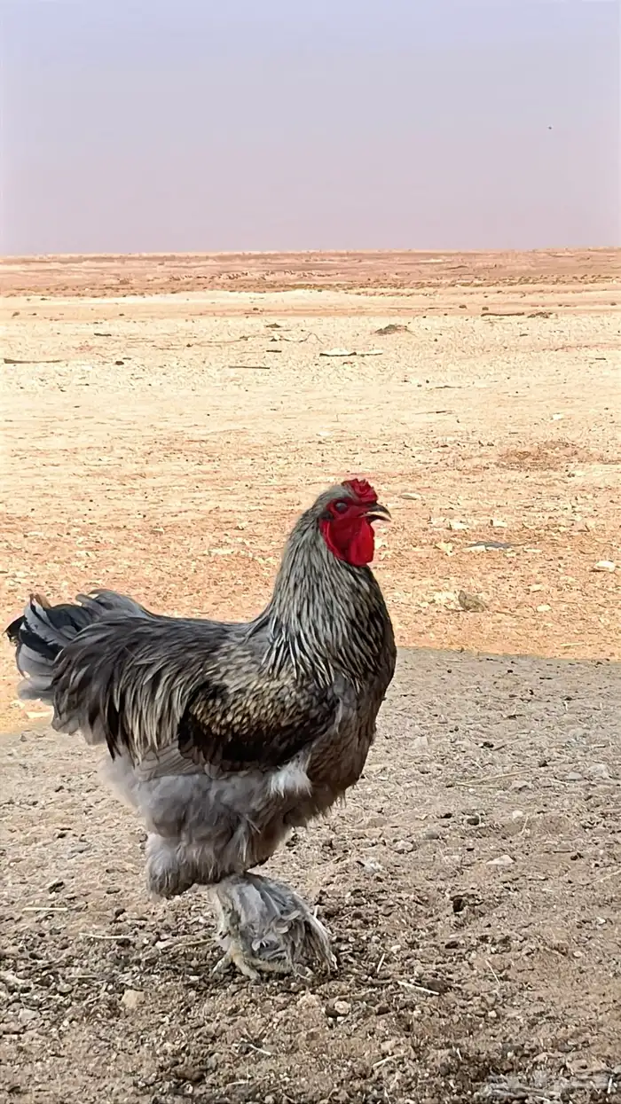 للبيع ديوك و دجاج بياض برامه كولومبي فاخر 6