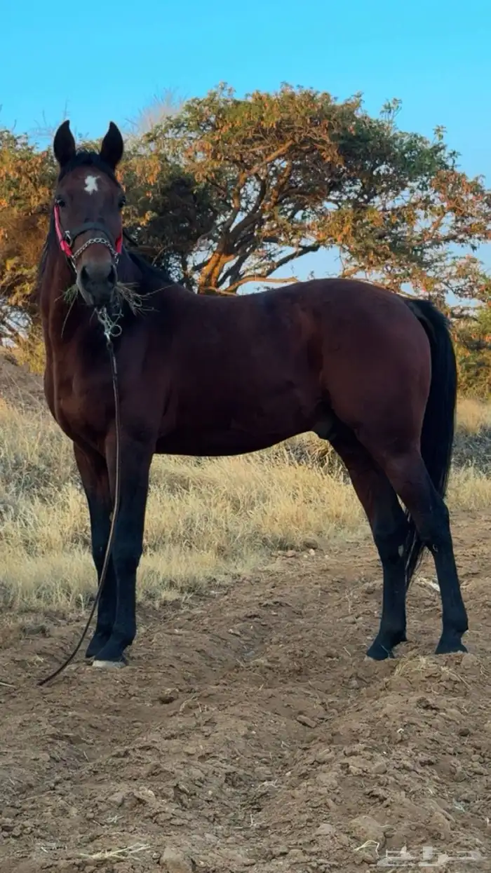 حصان للبيع 0