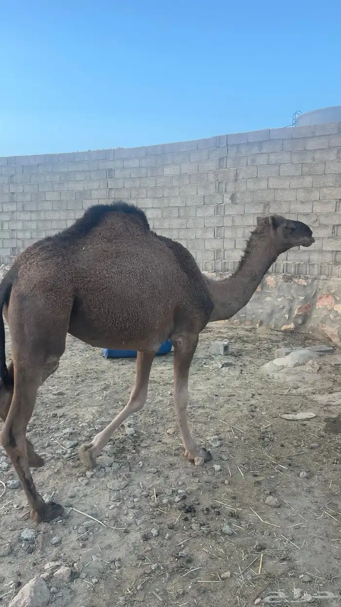 بكره كفو مشروطه 0