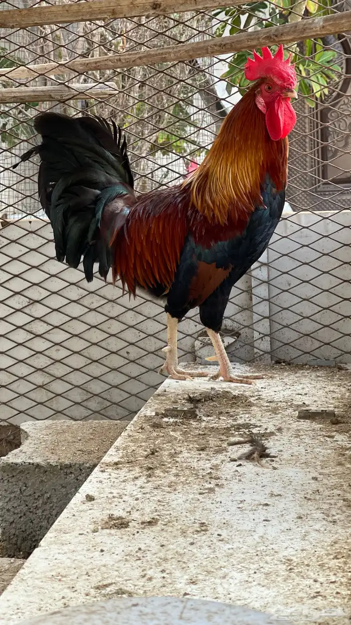 ديك فري سيافي التفاصيل في اعلاني السابق يوجد ديوك غيره 8