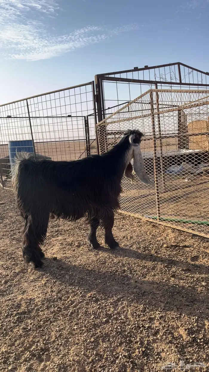 فحل عارضي مشروط 0