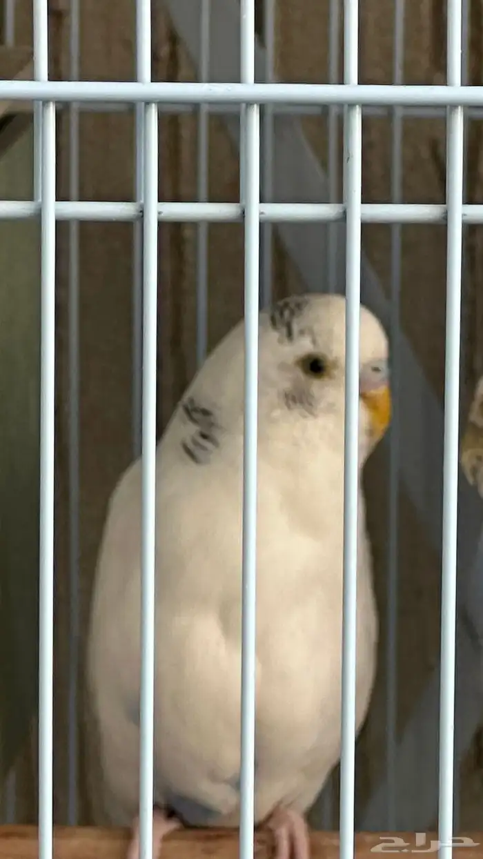 ذكر طيور حب بادجي 1