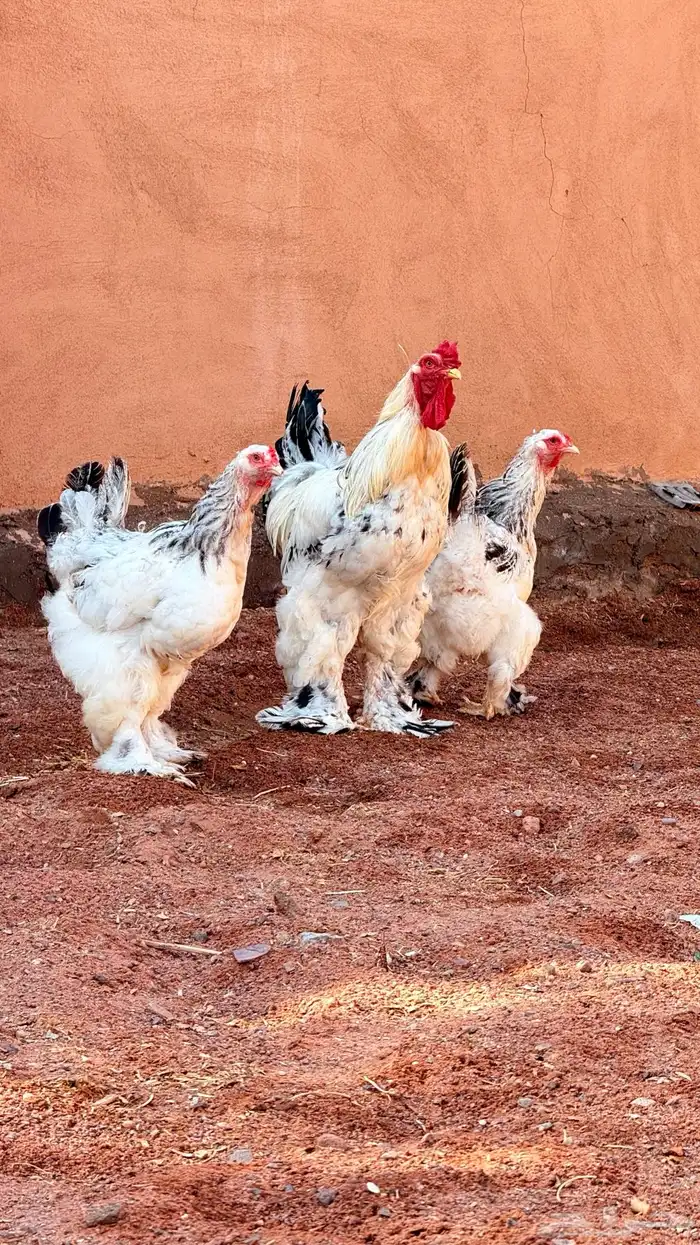 دجاج براهما كولنبي 11