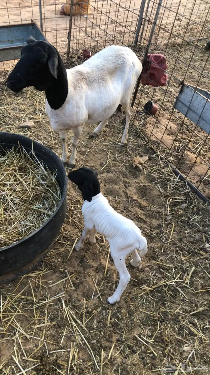 شاه بربريه والد تحتها خروف 0