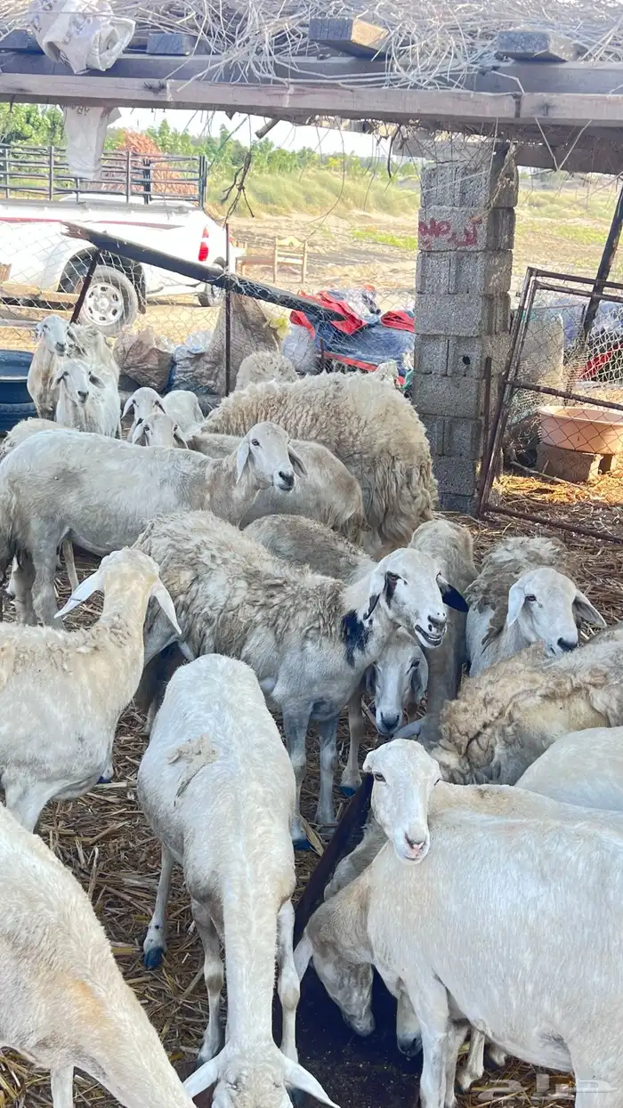 خروف حري فحل 2