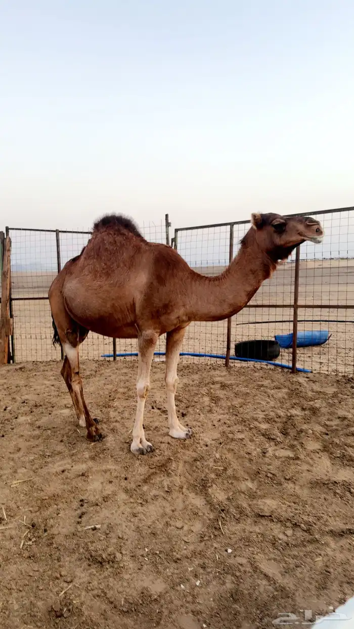 ناقه ساحليه حايل 0