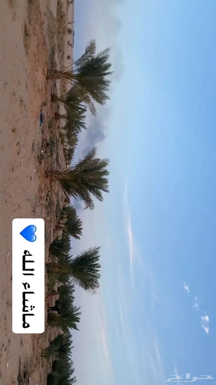فروخ نخل صغير وكبير 5
