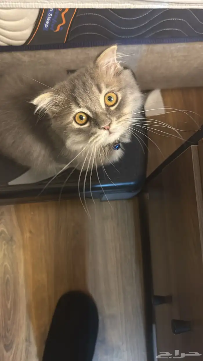 للبيع شيرازي ذكر 2