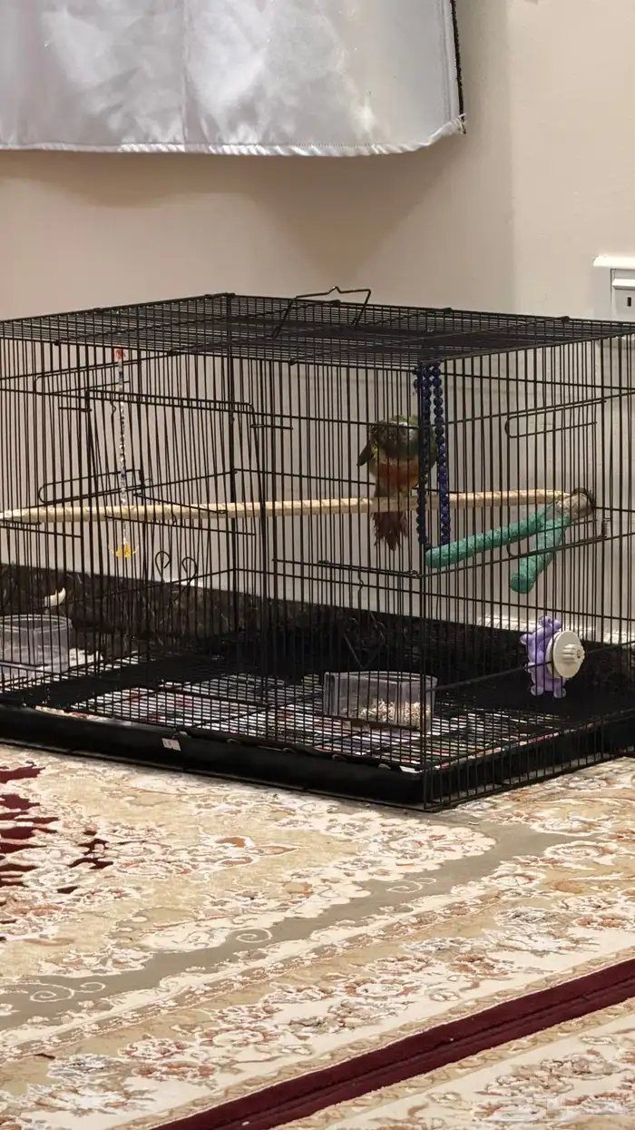 ببغاء كنيور 3