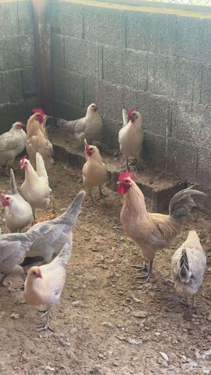 دجاج بياض المونيوم وجولد للبيع بلجرشي 0