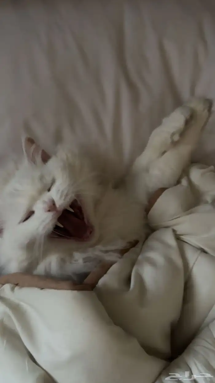 قط شيرازي تركي ذكر للبيع معا اغراضه كامله 6