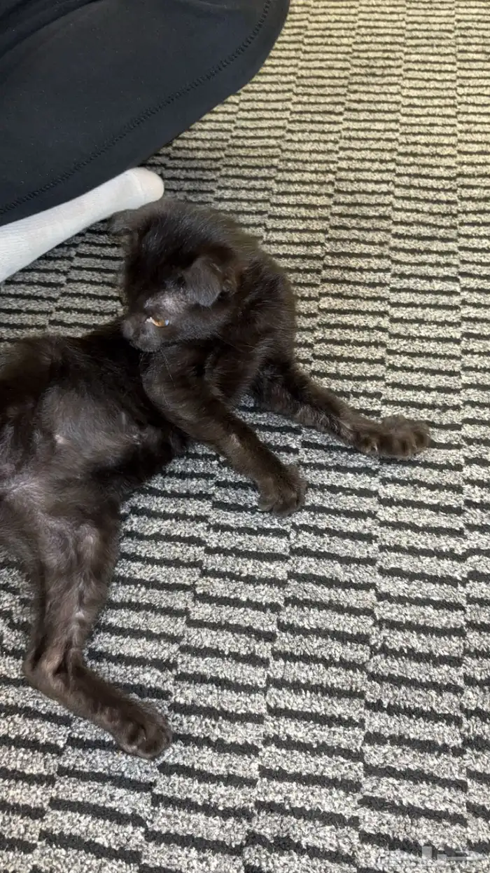 قطه للتبني سكوتش فولد ذكر مع أغراضه كامله 1