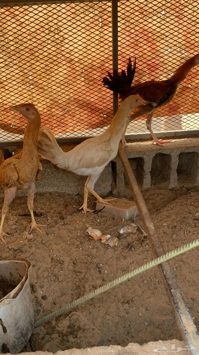 دجاج بلدي 0