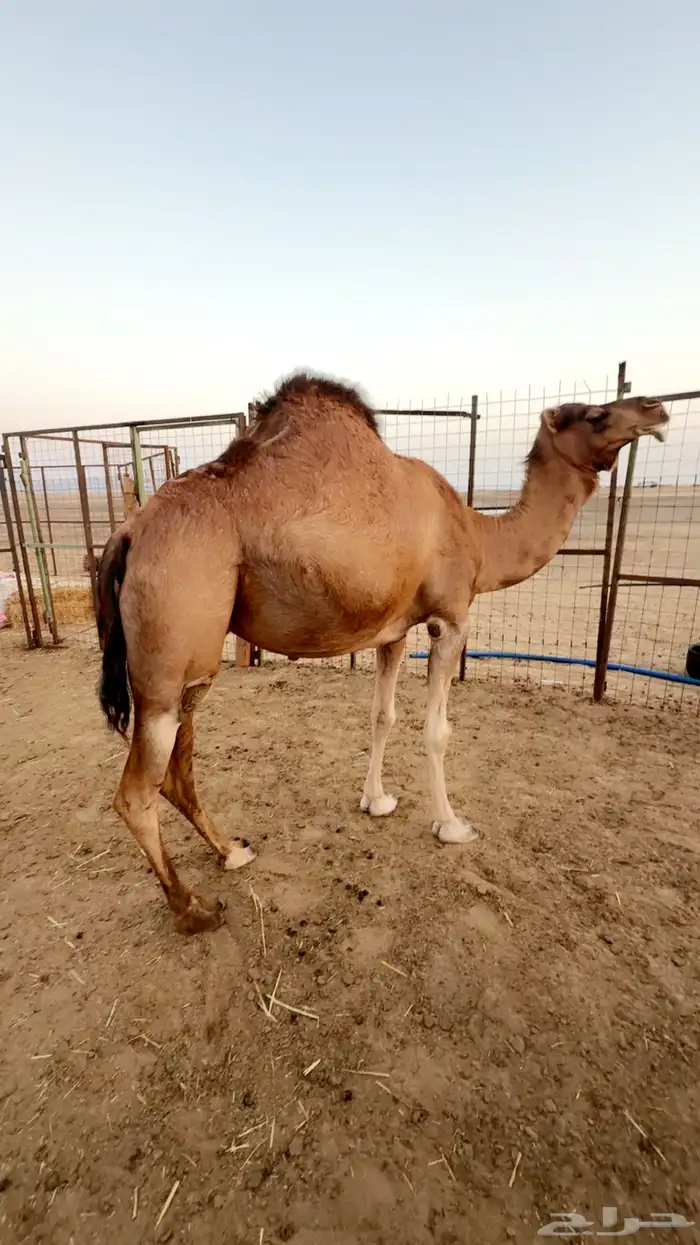 ناقه ساحليه حايل 8