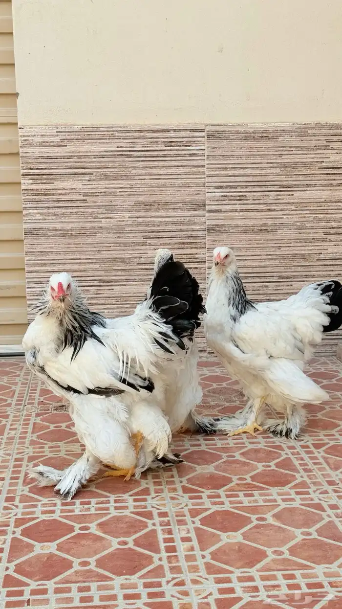 طقم براهم ألماني عملاق 1