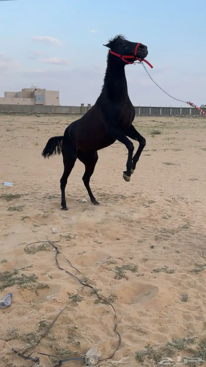 فرس  شعبية للبيع 3