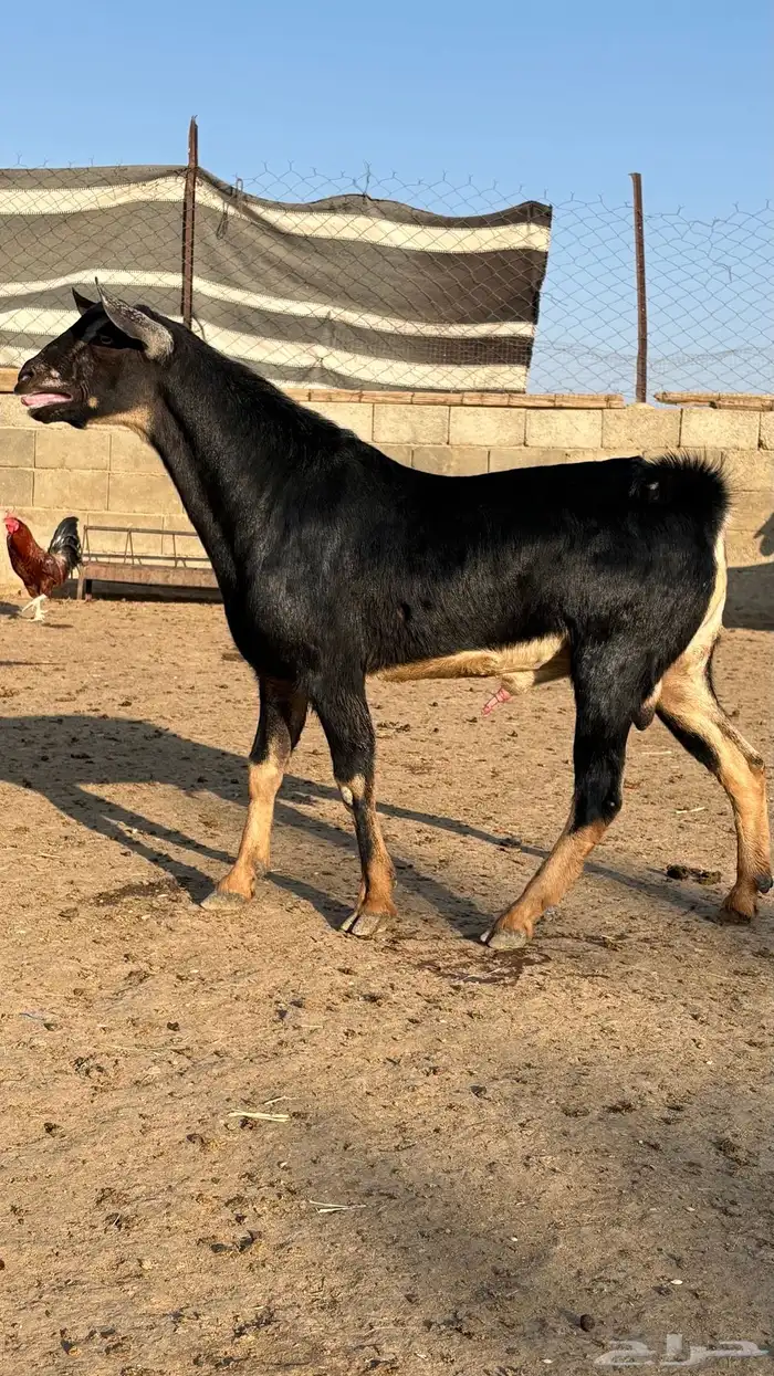 تيس احو احص عمره تقريبا 7شهور الحد 1500 2