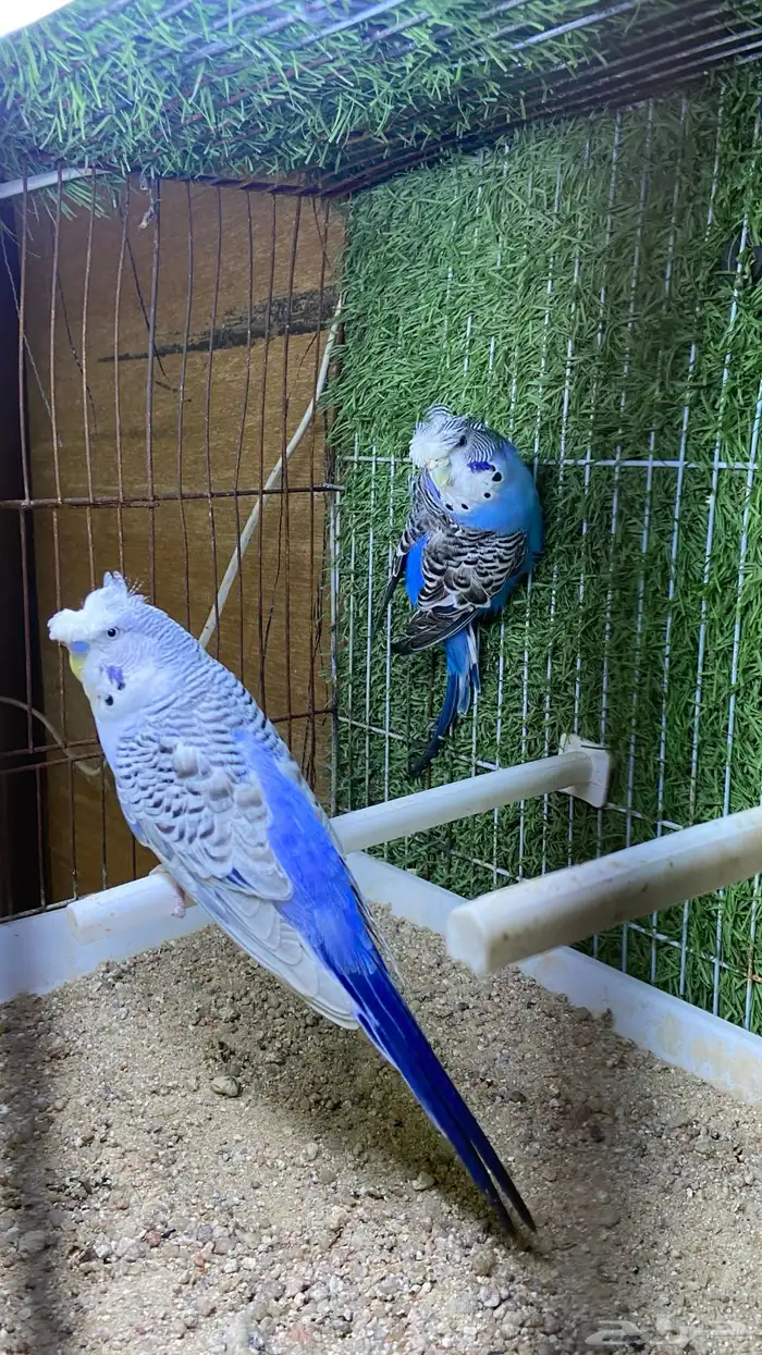 طيور حب ( بادجي) اجواز 2