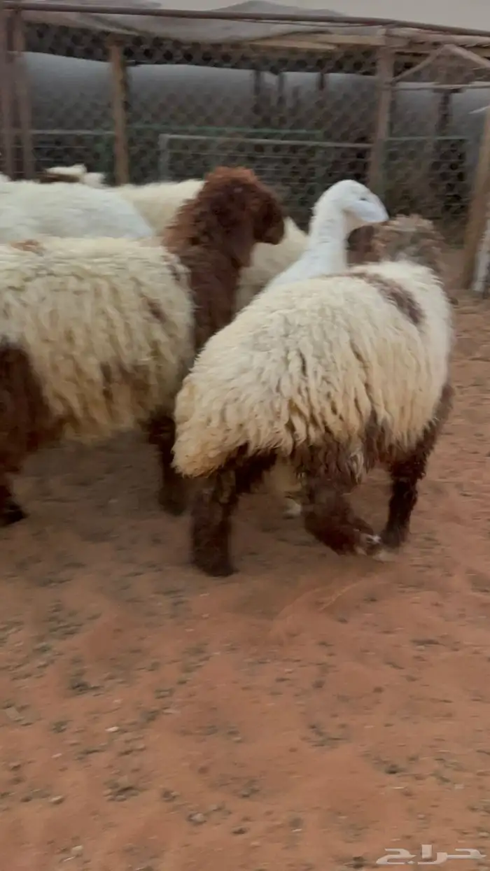 7 رخال جذعات نعيمة وحرية فل شحم 5