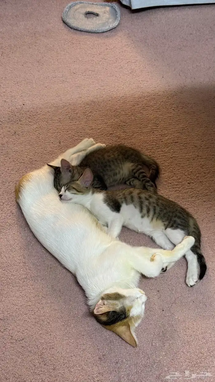 قطط للتبني بلدي لعوبيين 2