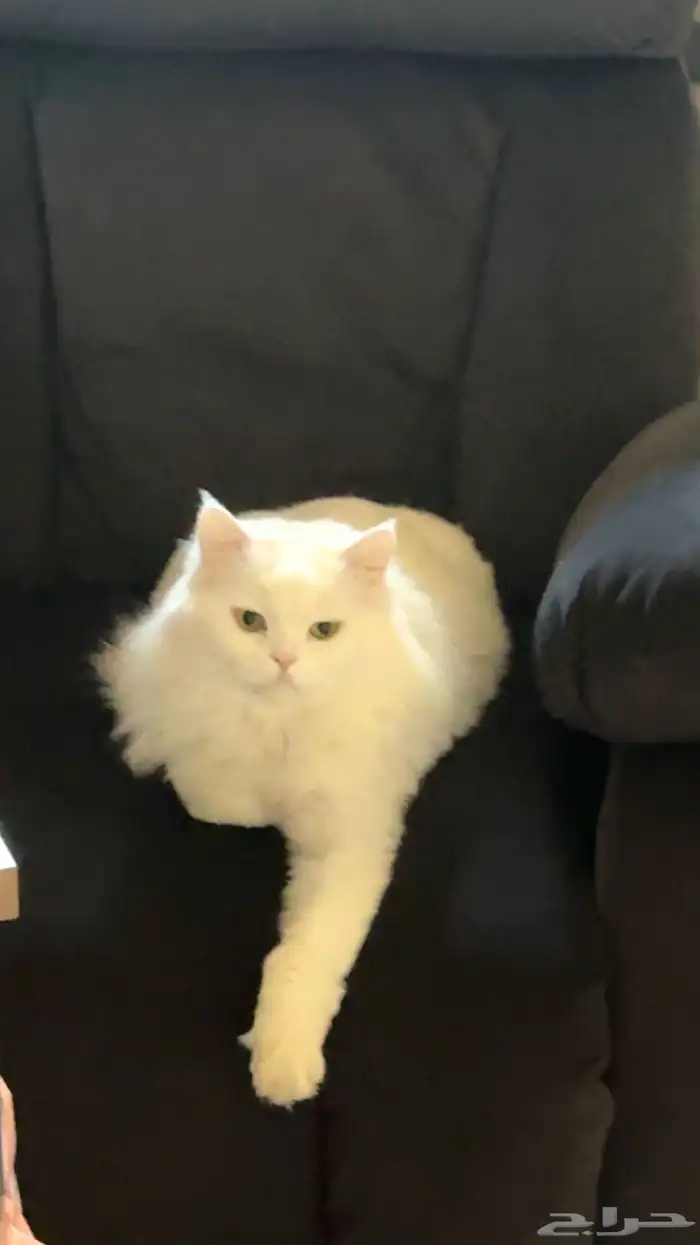 قط شيرازي تركي ذكر للبيع معا اغراضه كامله 8