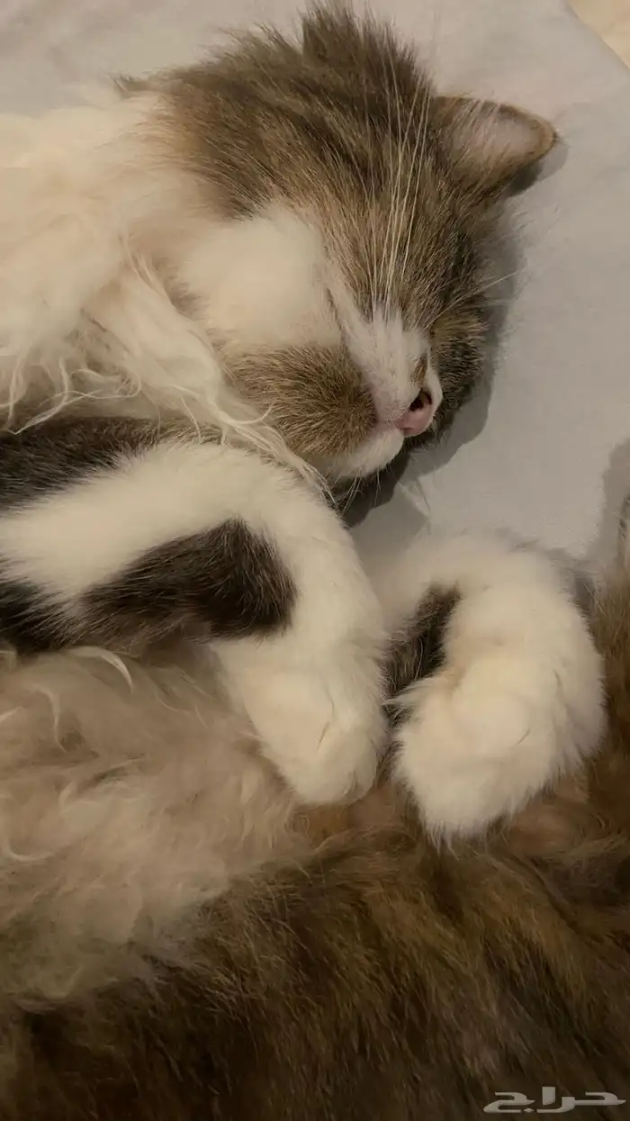 قطه للبيع 2