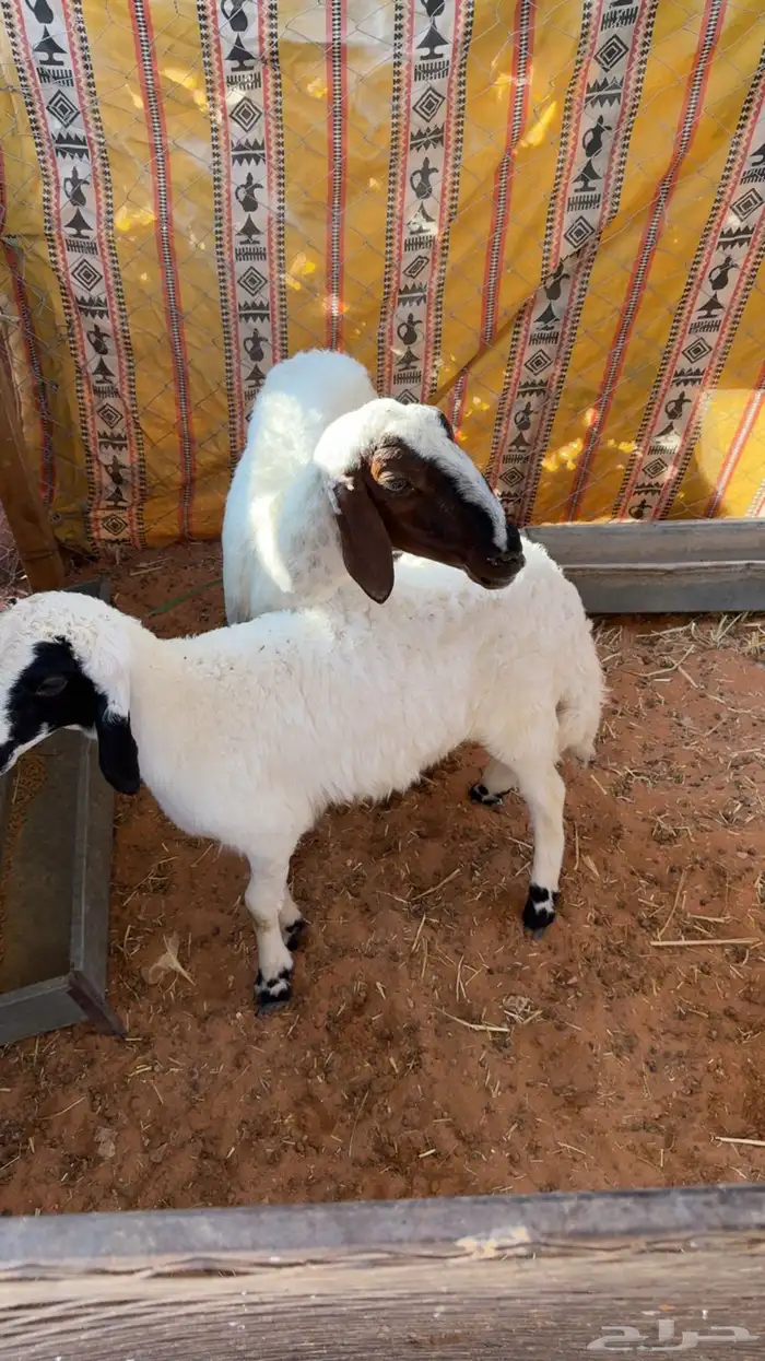 للبيع خلفه 1