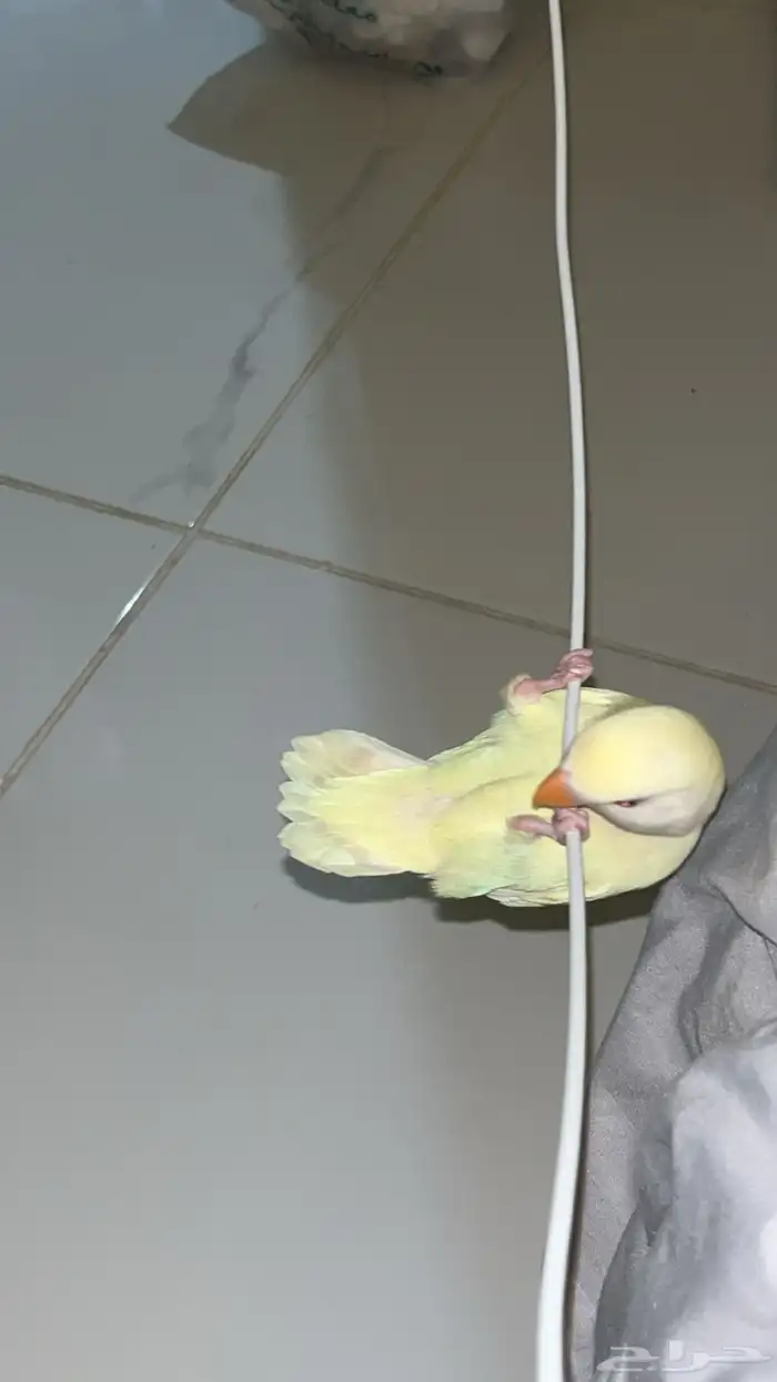 روز اليف عيونه حمراء 3