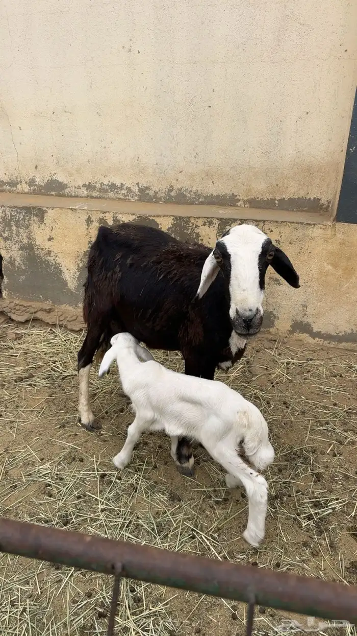 غنم متابيع 1