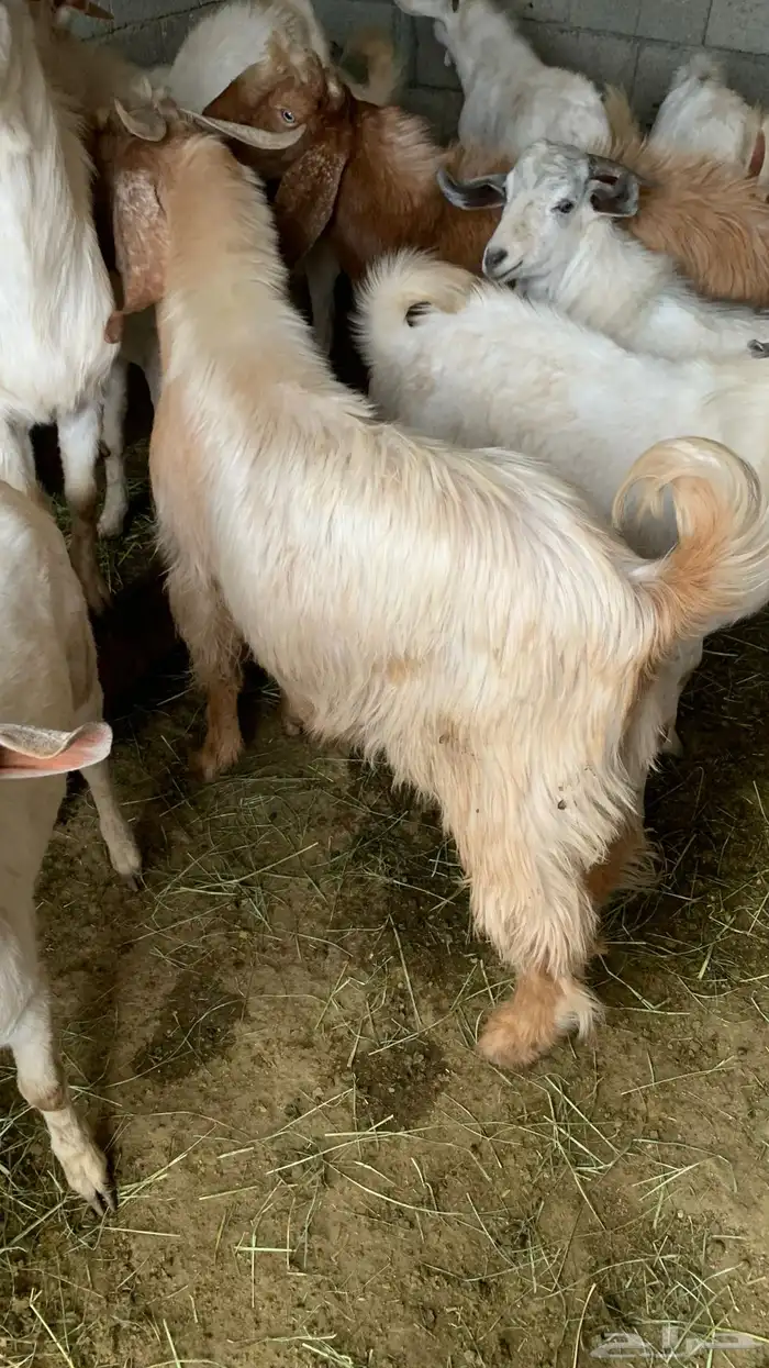 تيوس فل شحم ولحم 2