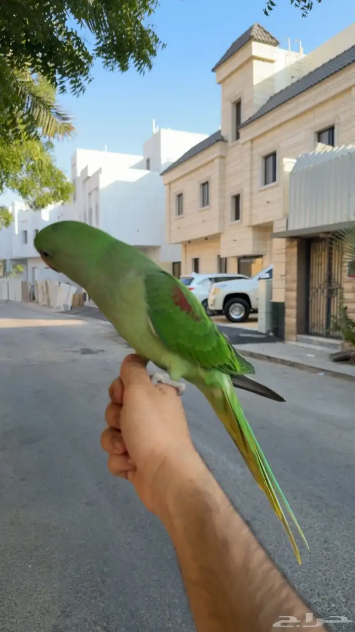 دره نيبالي 3