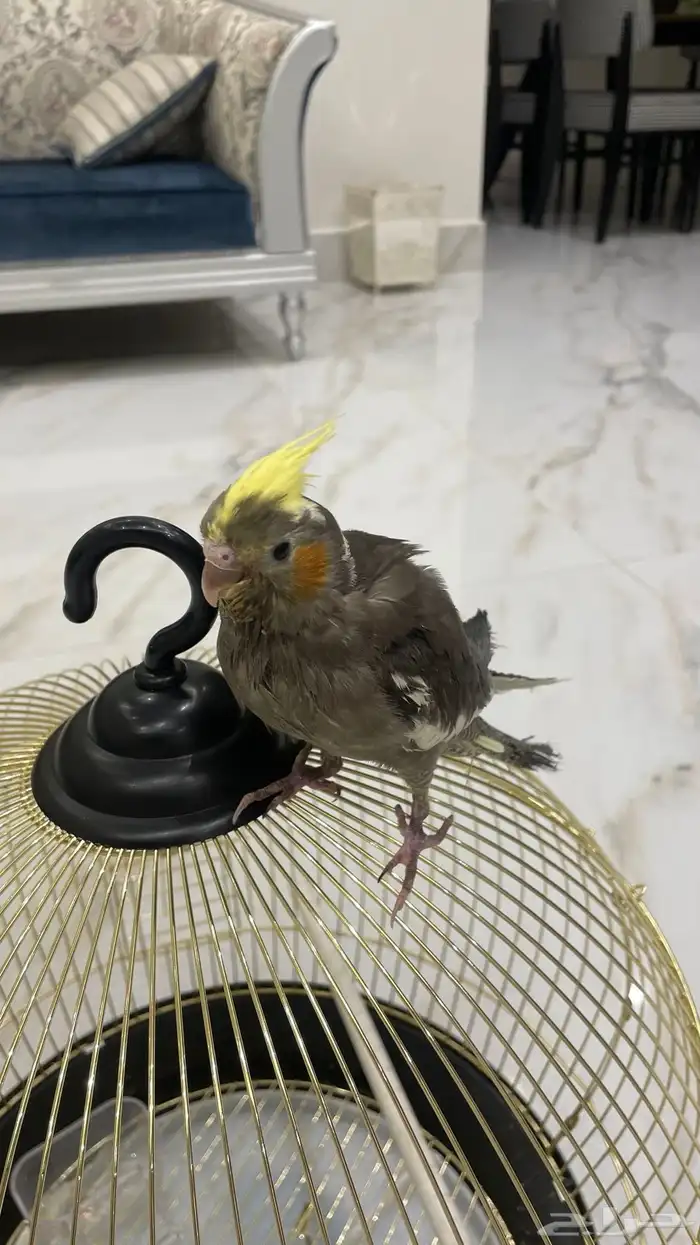 كروان الايف 0