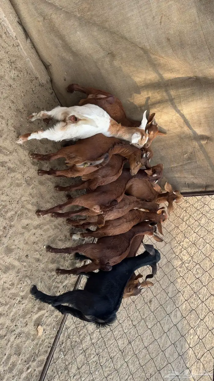 تيوس وعنقان بلديه 1