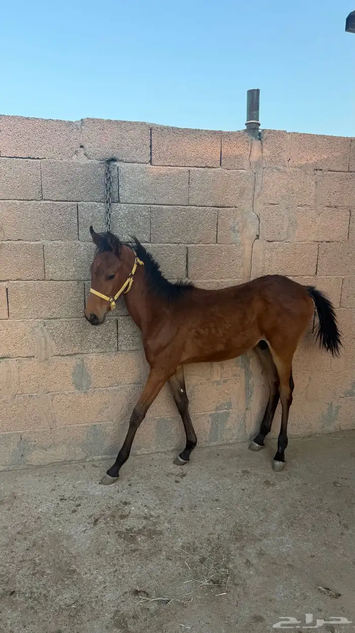 مهر خط سرعه 1