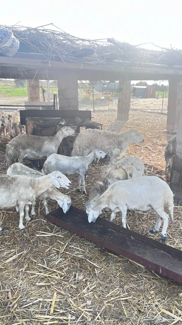 خروف حري فحل 1