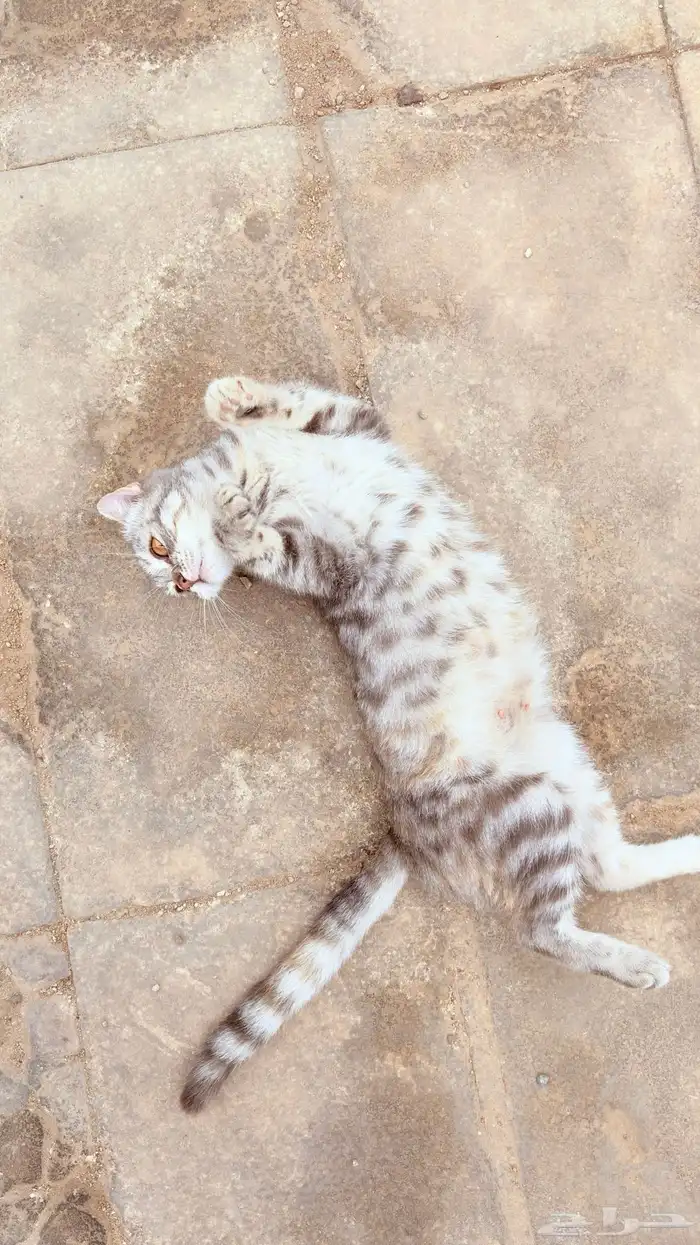 قطه سكوتش للتبني 5