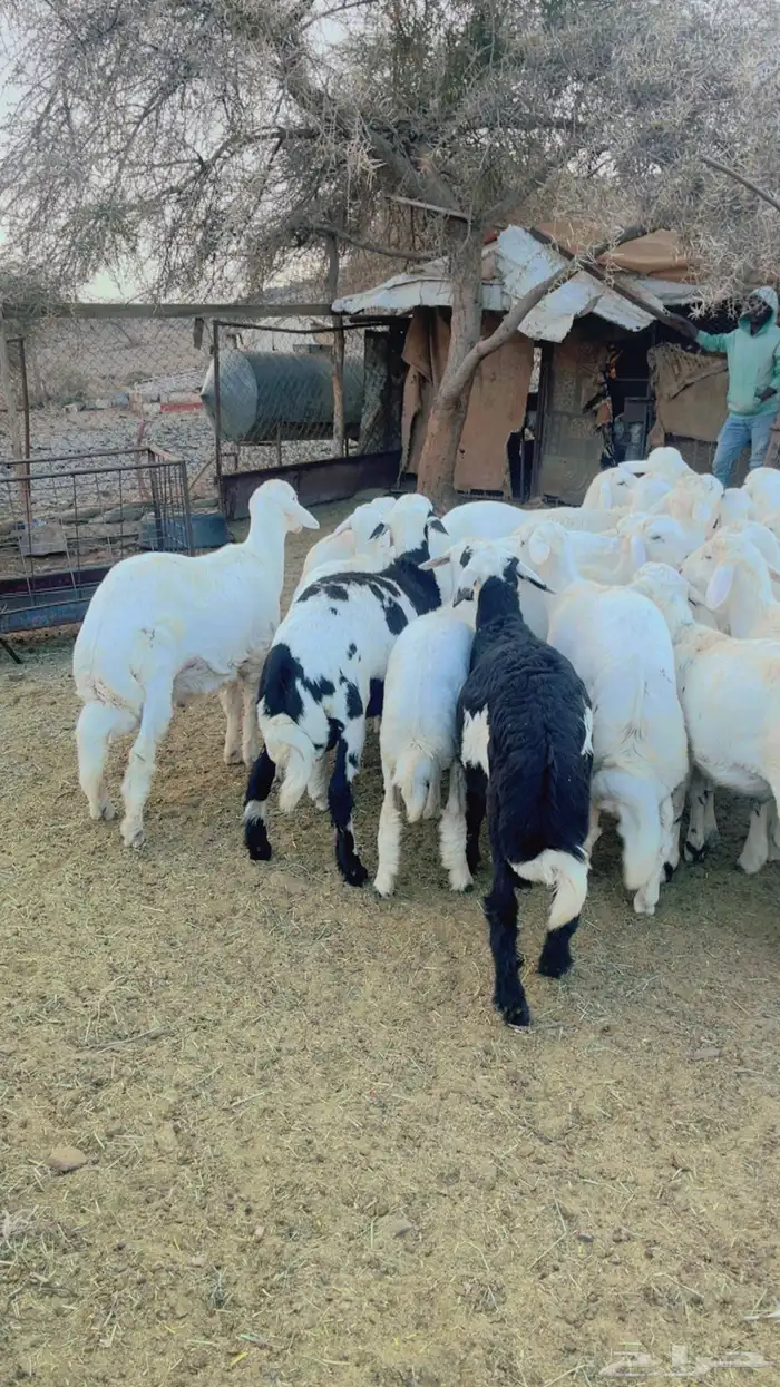 طليان للبيع 0