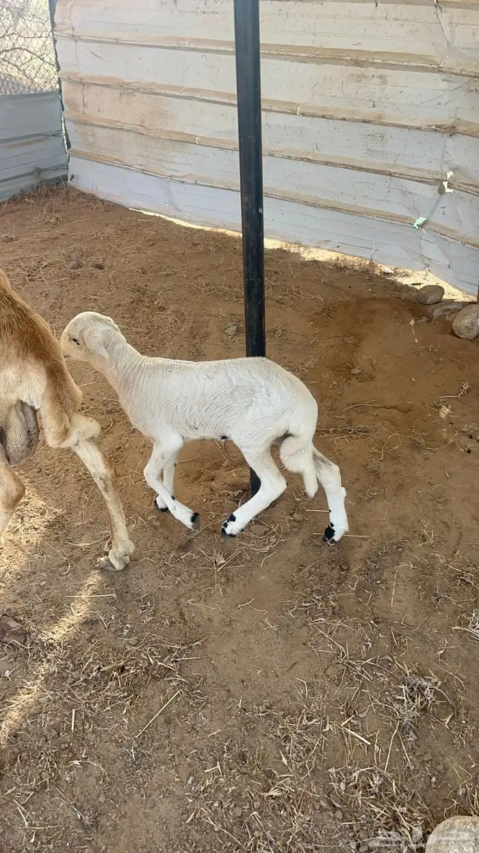 نعجه سواكنيه منتوج فاخره 9