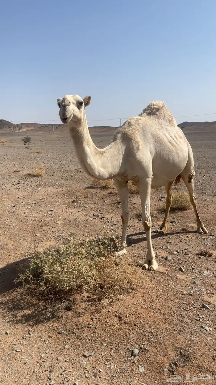 ناقه لقحه كفو 3