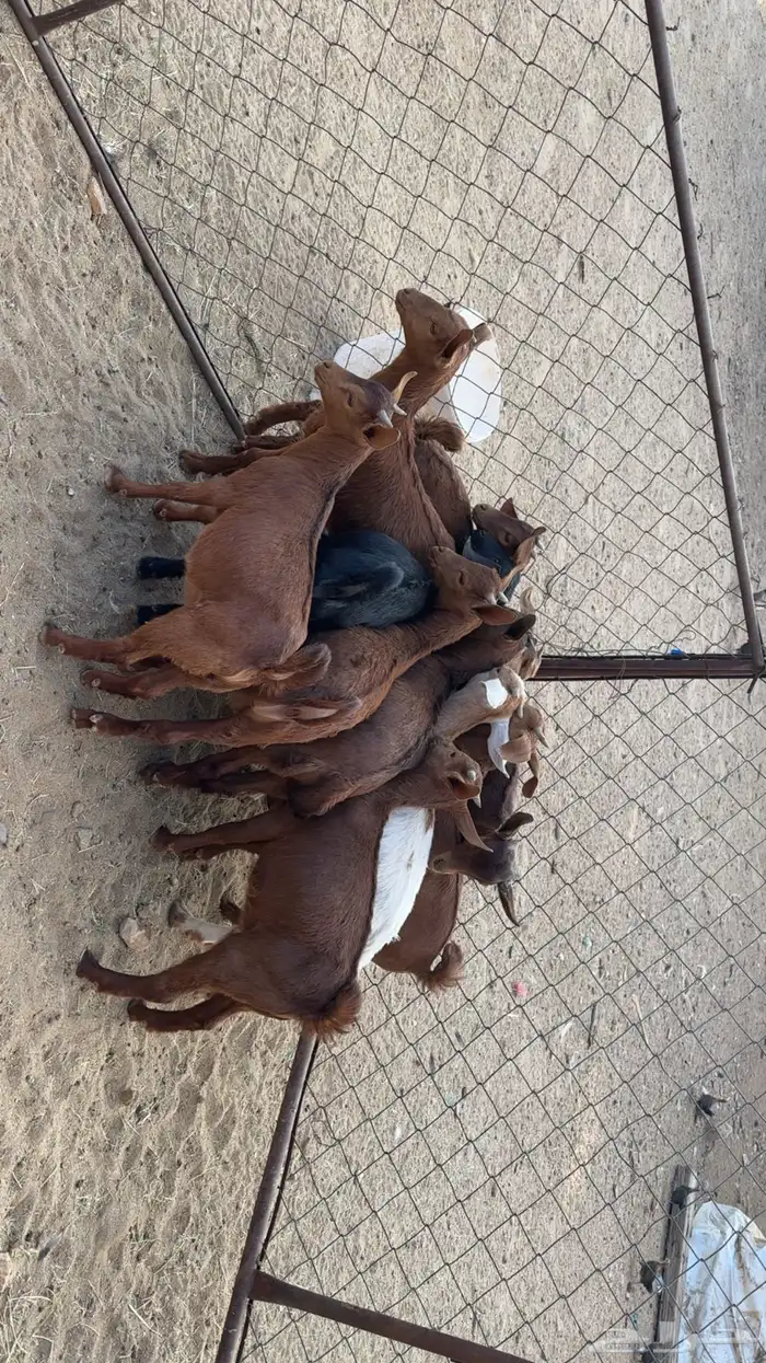 تيوس وعنقان بلديه 3