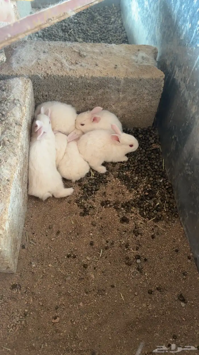 ارانب فرنسيه 2