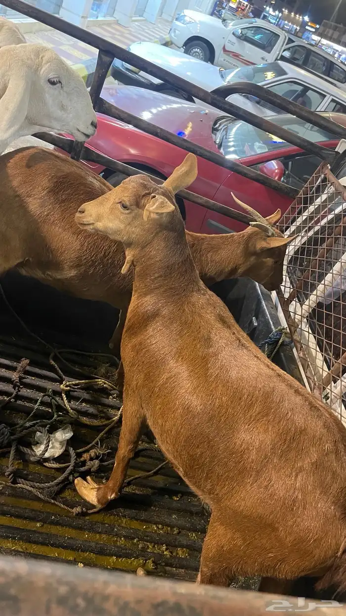 عناقين جذعه وثنين دفع في شهرين 4