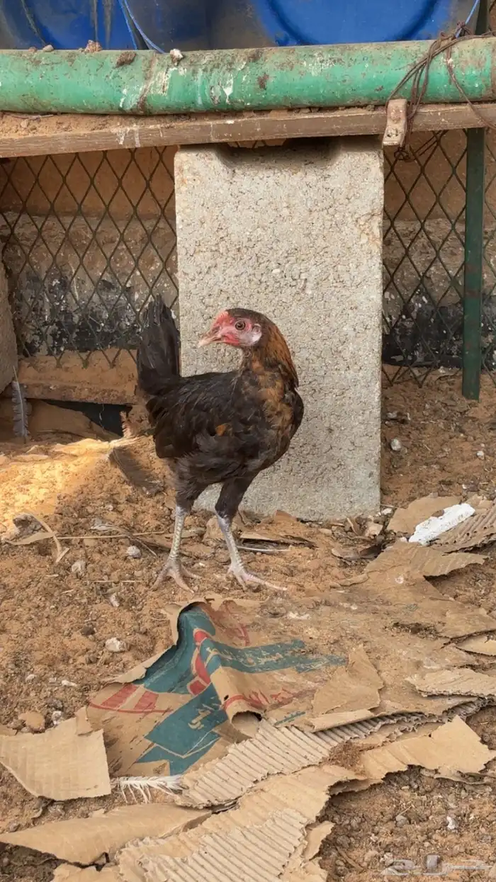 دجاج بلدي 1