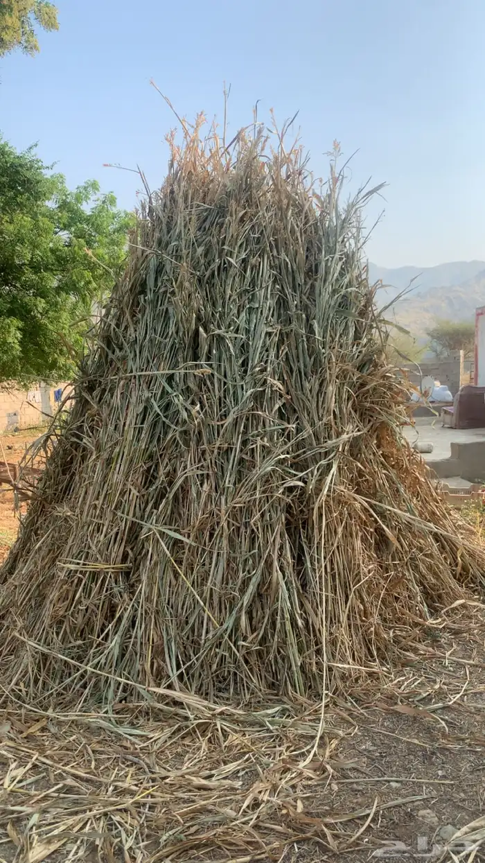 قصب للبيع يصلح للبقر 1