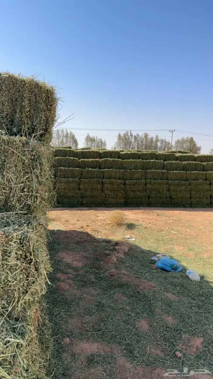 برسيم صافي للبيع 3