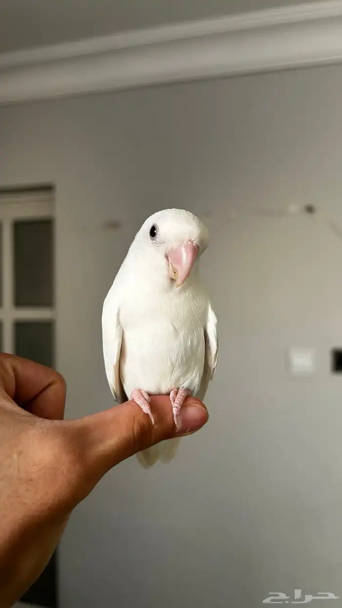 روز البينو 2