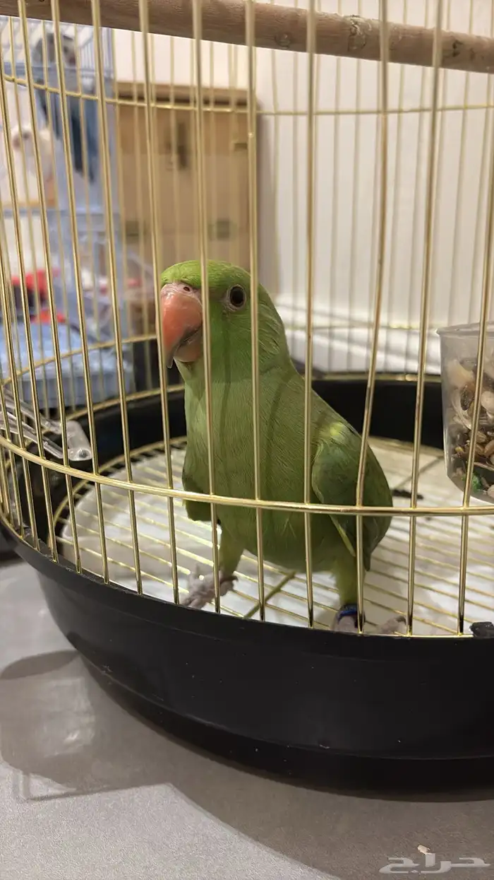 للبيع دره هنديه متكلمه (لون نادر) 2