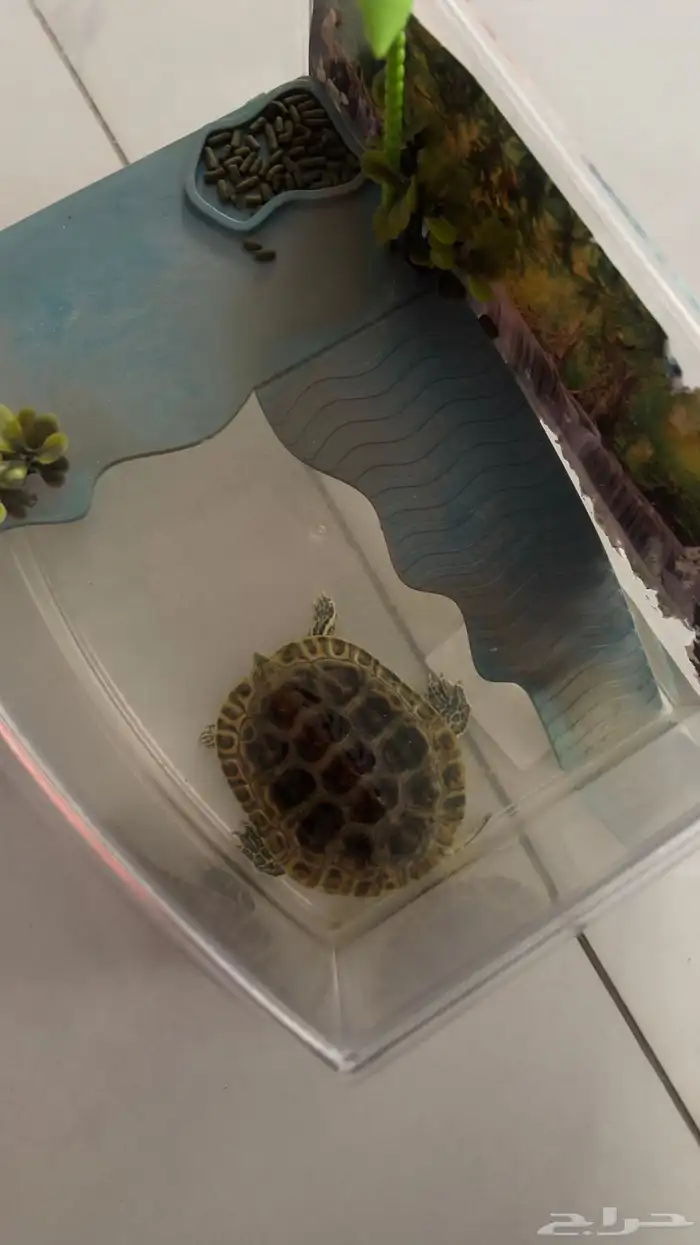سلحفاة برمائية 1