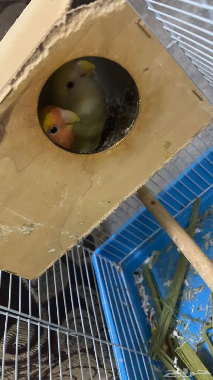 بسم الله الرحمن الرحيم 6