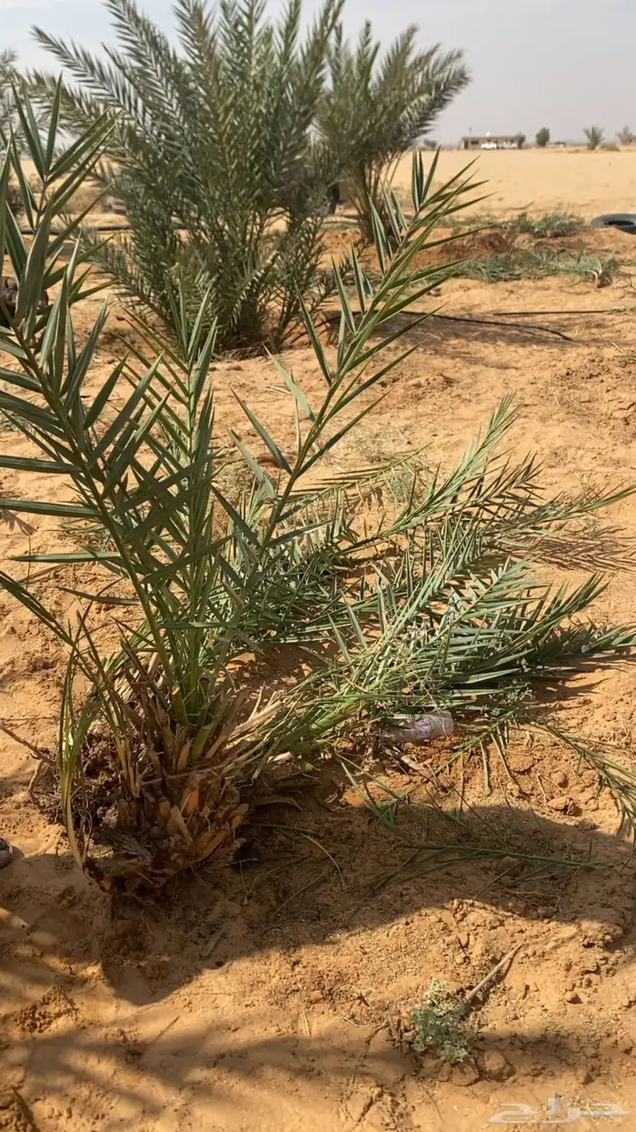 فروخ نخل صغير وكبير 0